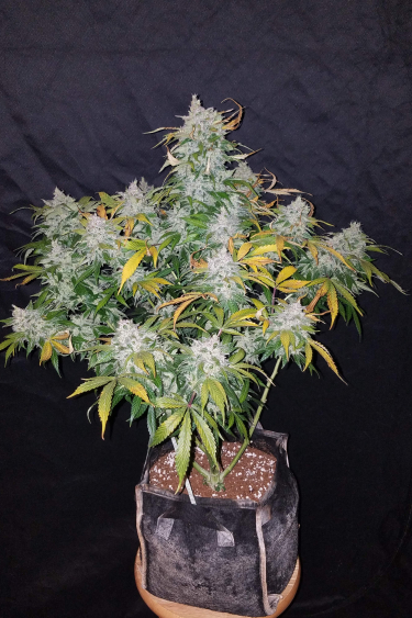 Instagram Stardawg Auto