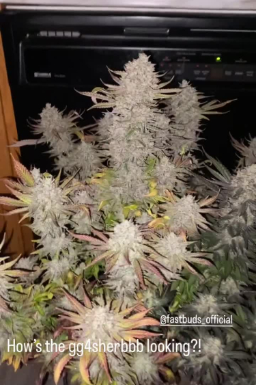 GG4 Sherbet FF