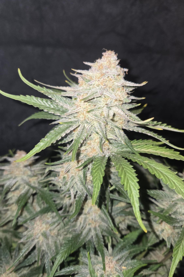 Instagram Frostbanger Auto