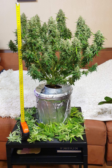 Instagram Smoothie Auto