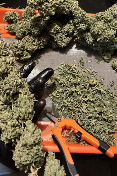 Instagram White Widow Auto