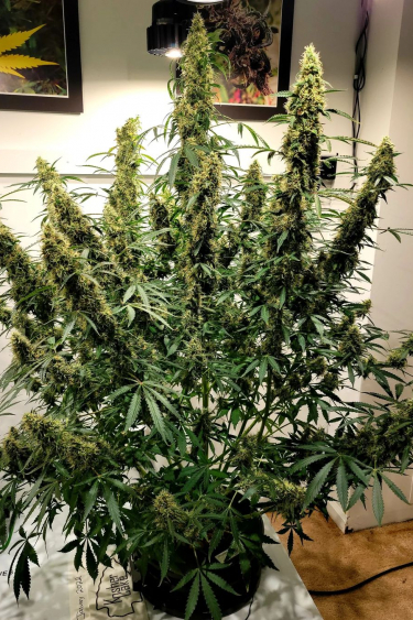 Instagram Kosher Cake Auto