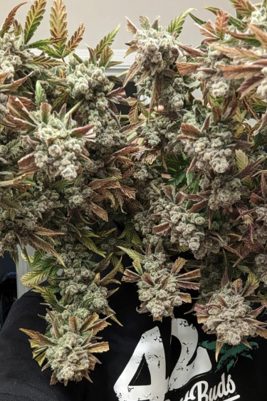 Instagram Cream Cookies Auto