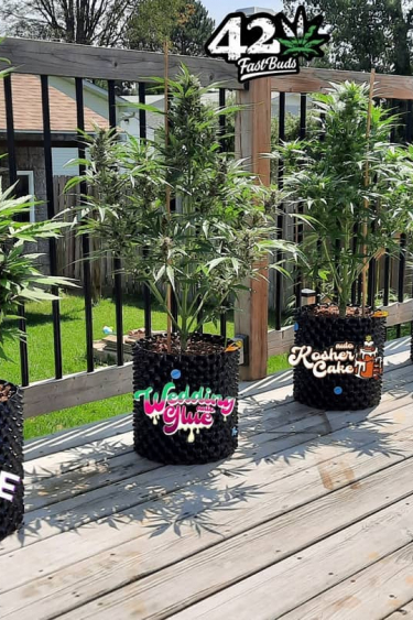 Instagram Mix Pack Auto