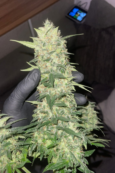 Instagram Moby Dick Auto