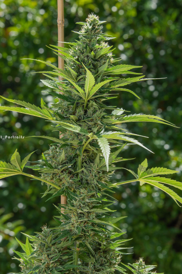 Instagram Orange Sherbet Auto