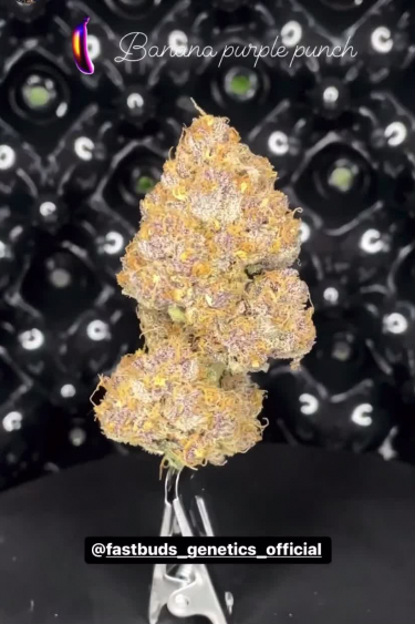 Banana Purple Punch Auto