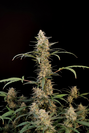 Instagram Critical Auto