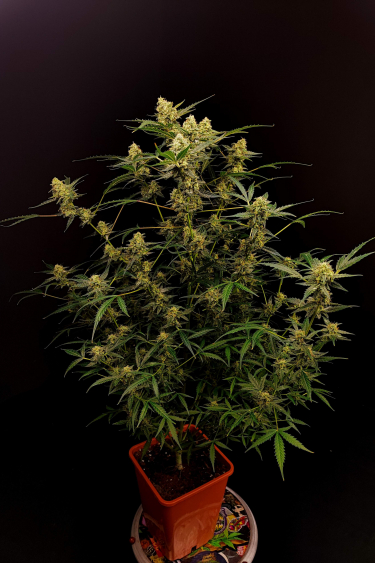 Instagram Six Shooter Auto