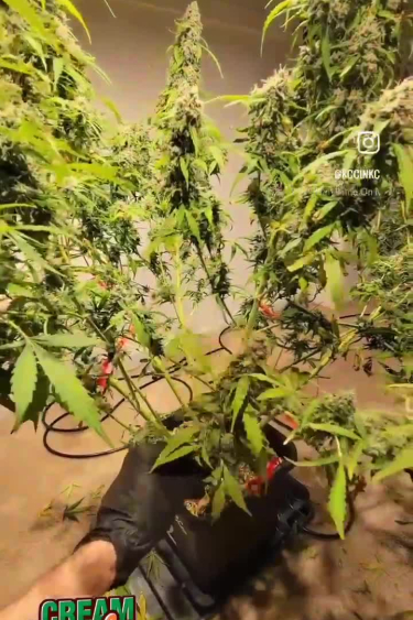 Instagram Cream Cookies Auto