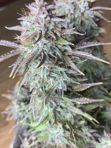 Instagram Cream Cookies Auto