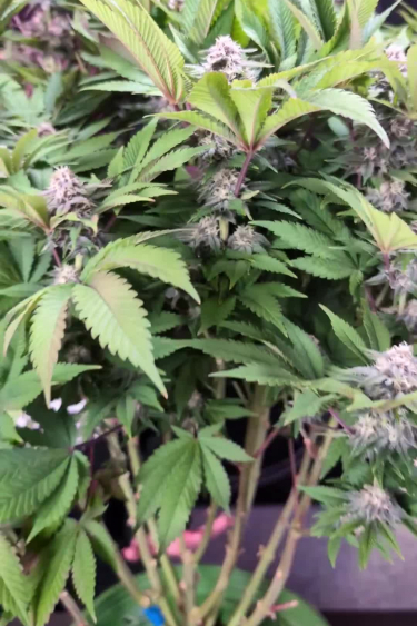 Tropicana Cookies FF