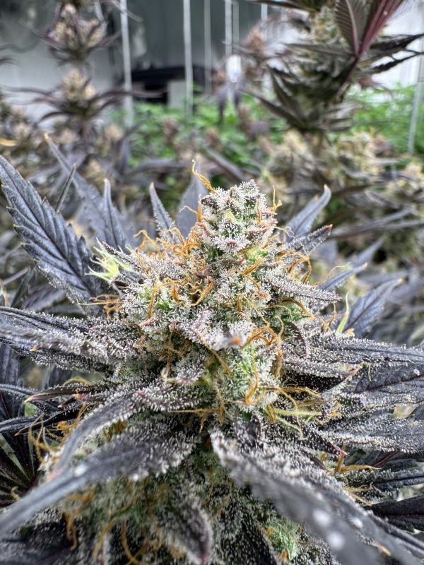 Instagram Guava Auto RF3