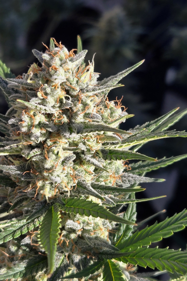 Instagram Super Boof Auto