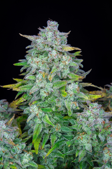 Instagram Afghan Kush Auto