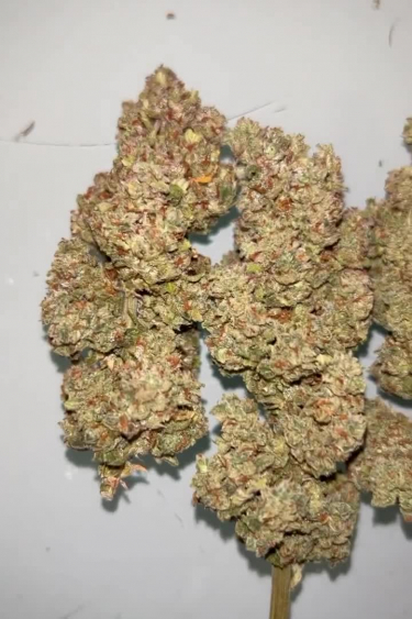 Forbidden Runtz Auto