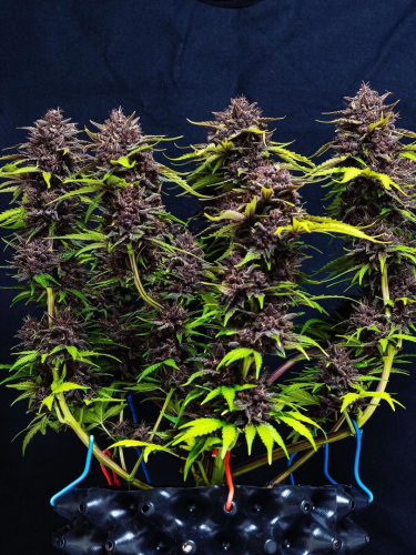 Instagram Purple Lemonade Auto