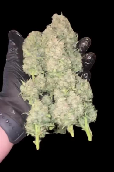 Wedding Cheesecake Auto