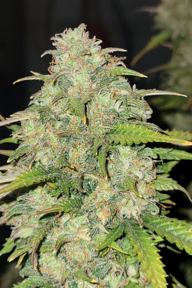 Instagram Moby Dick Auto