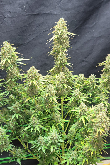 Instagram Moby Dick Auto