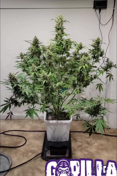 Gorilla Punch Auto