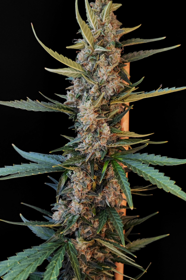 Instagram White Widow Auto