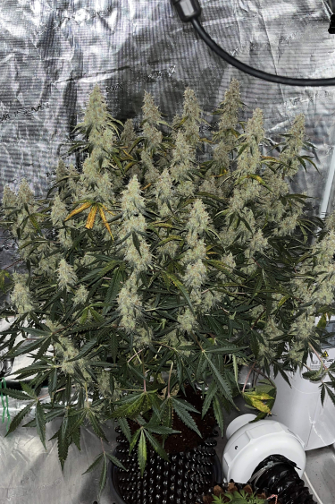 Instagram Jack Herer Auto