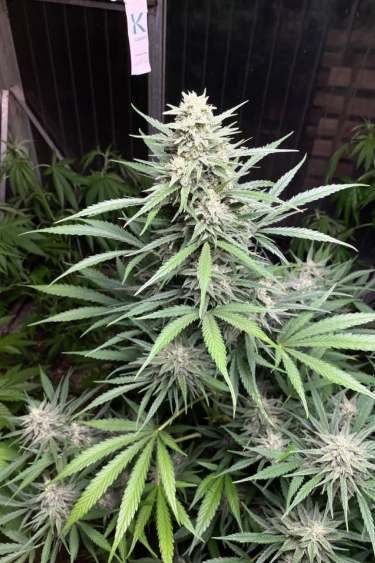 Instagram Big Bud Auto