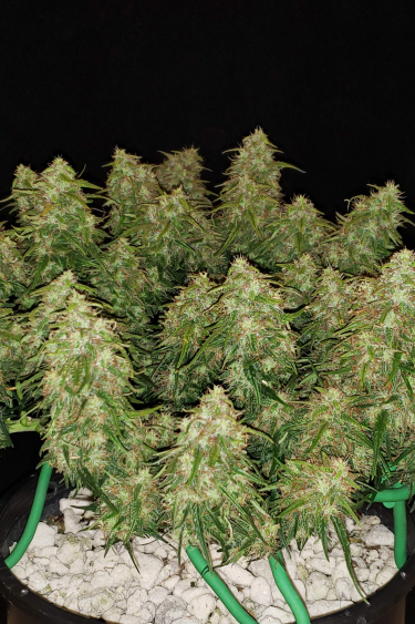 Instagram Six Shooter Auto