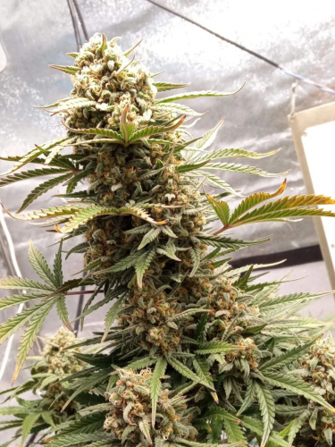 Instagram West Coast OG Auto