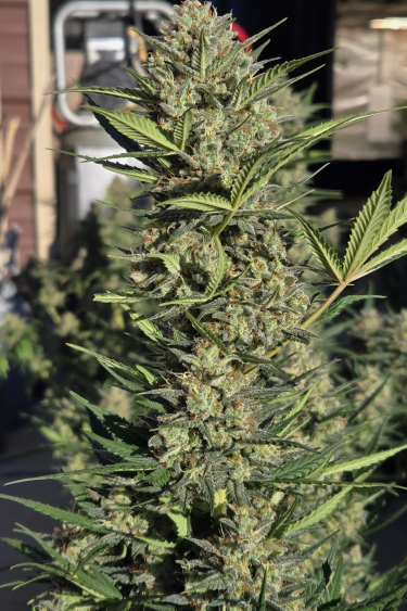 Instagram Super Boof Auto