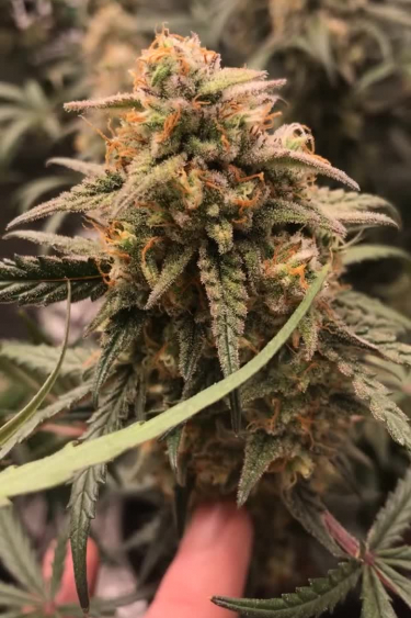 Forbidden Runtz Auto