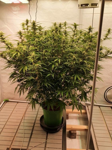 Instagram Trainwreck Auto