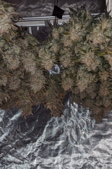 Instagram Wedding Glue Auto