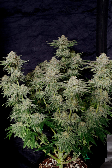 Instagram Wedding Cheesecake FF