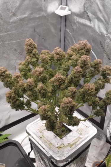 Papaya Cookies Auto™