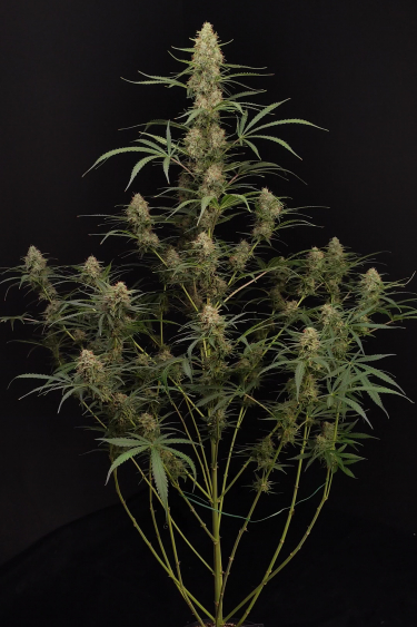 Jack Herer Auto
