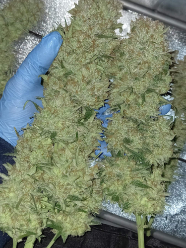 Instagram BubbleGum Auto