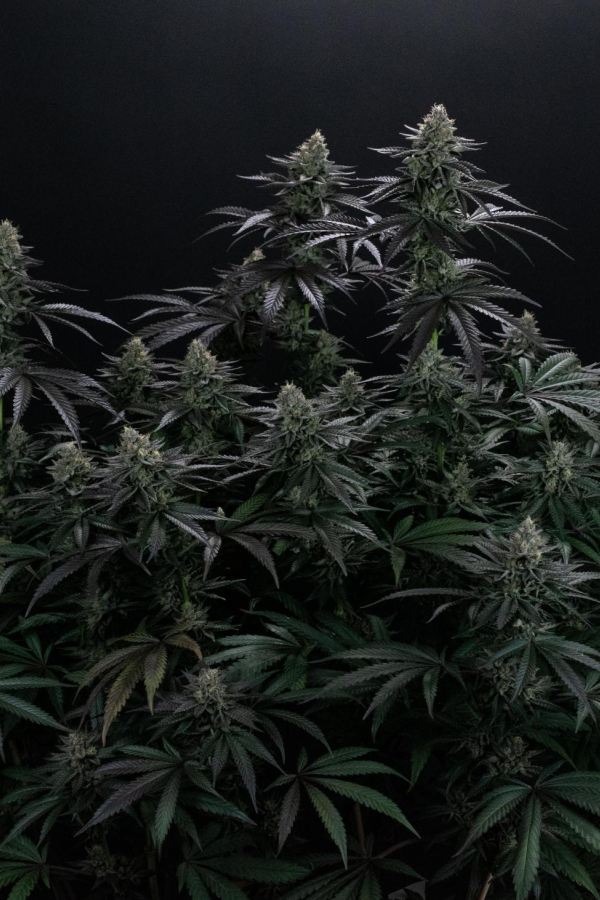 Instagram Biscotti Gelato