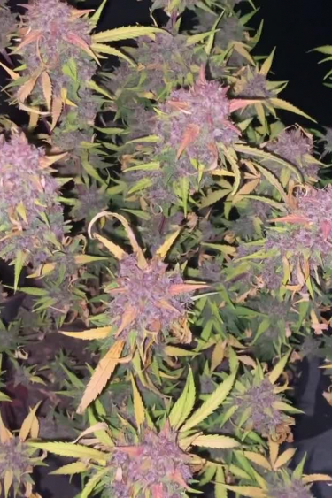 Tropicana Cookies Auto