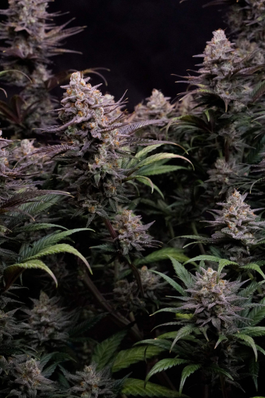 Instagram GG4 Sherbet FF