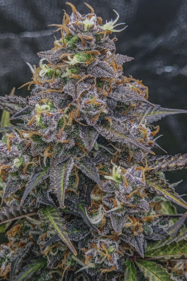 Instagram Afghan Kush Auto