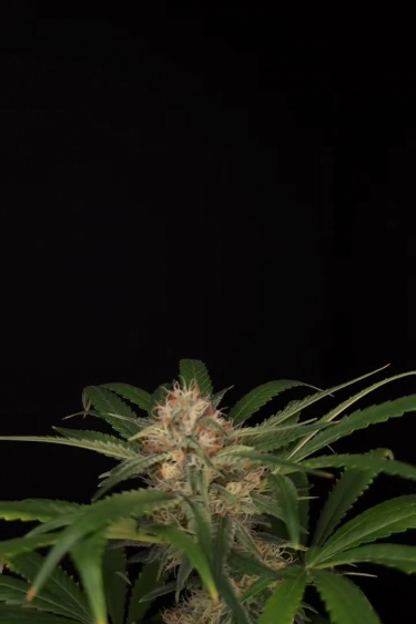 Wedding Cheesecake FF