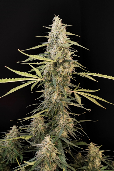 Instagram Sour Diesel Auto