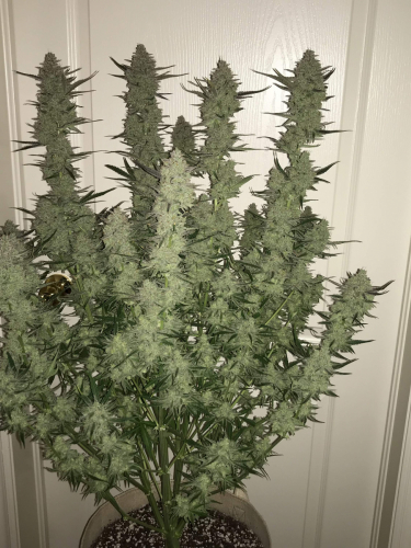 Instagram Green Crack Auto