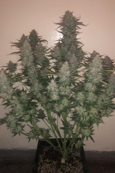 Instagram Strawberry Gorilla Auto