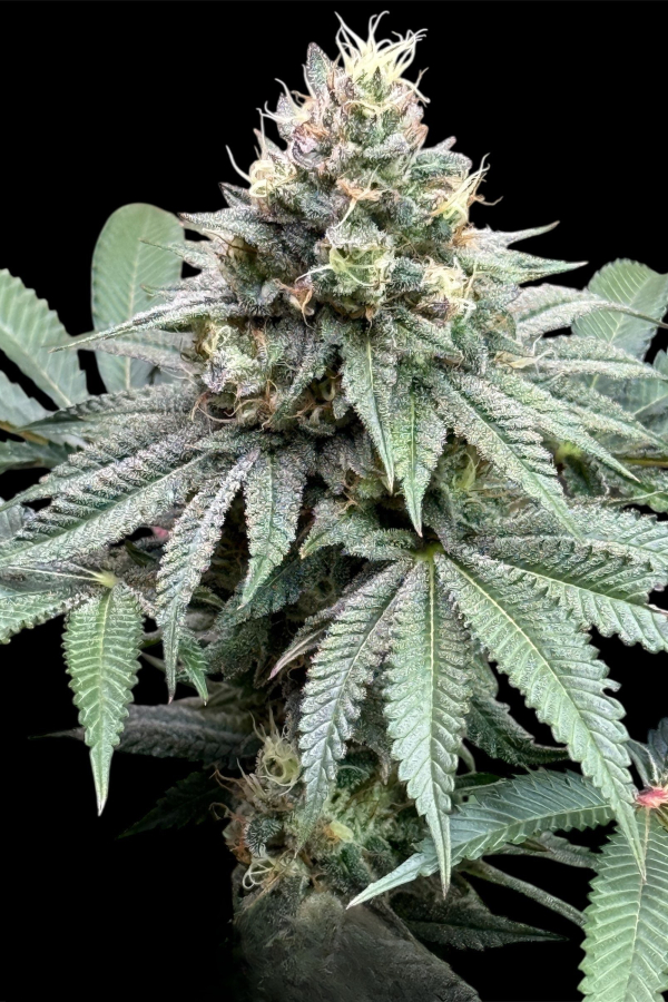 Instagram Lemon Cherry Runtz