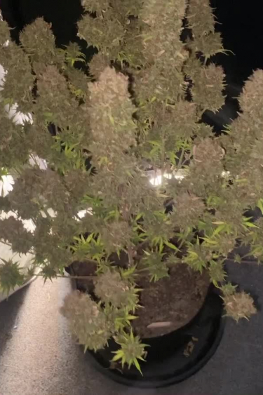 Wedding Cheesecake Auto