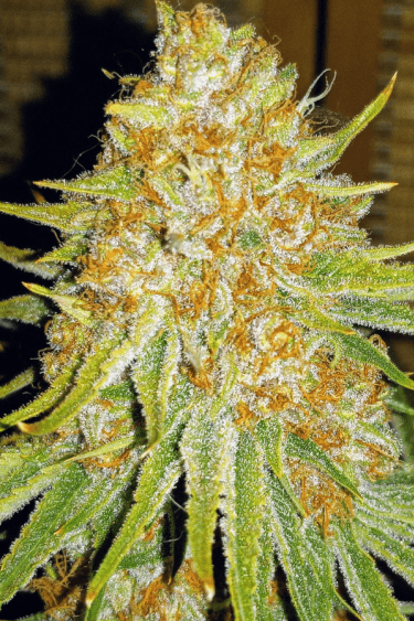 Instagram GG4 Sherbet FF