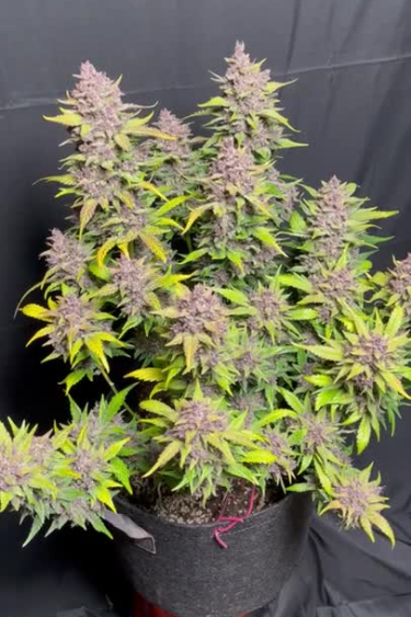 Banana Purple Punch Auto